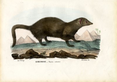 Egyptian Mongoose, 1863-79 by Raimundo Petraroja